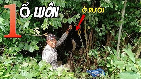 Anh Em Câu Rô,Trê Gặp Ổ Này Câu Vừa Đã Tay Câu Xong Khỏi Tìm Điểm Mới 1 Ổ Dưới Cây Châm Bầu