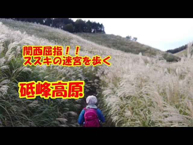 関西屈指 ススキの迷宮を歩く 砥峰高原 ダイジェスト版 注意 これ見たら絶対行きたくなりますよ 21 10 24 Youtube