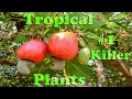 1 killer of tropical plants