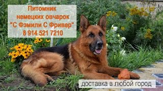 Шикарные щенки немецкой овчарки - питомник "С Фэмили С Фривер" Шикарные щенки немецкой овчарки - питомник "С Фэмили С Фривер"