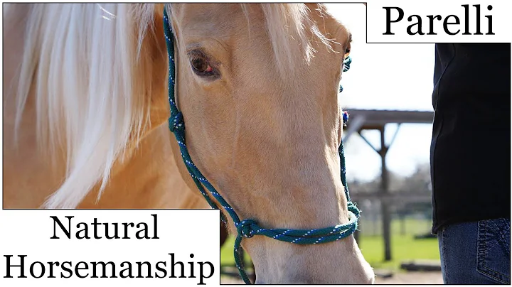 PARELLI Natural Horsemanship/ Training by NANCY SL...