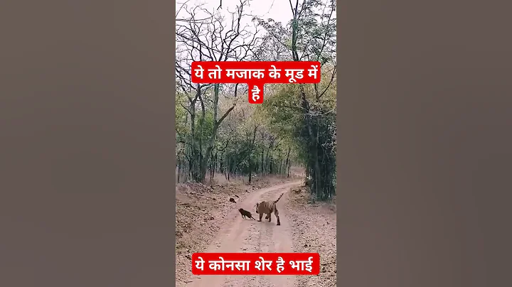 Tiger try to hunt a wild boar cub's #viralvideo #jimcorbettwildlifeandnatureview #wildwild #reels