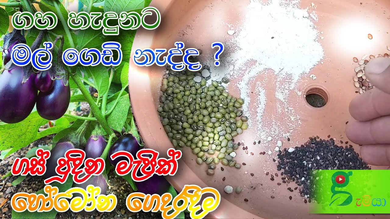 62 ඔයාගෙ ගසුත් ගෙඩි හන්ගනවද - මල් ගෙඩි පන්නන මැජික් හෝමෝනය - 100% අත්දුටුවයි ප්‍රත්‍යක්ෂයි