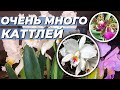 Часть 6.Инвентаризация орхидей 2021. 28 природных каттлей. Каттлея, брассавола, лелия .