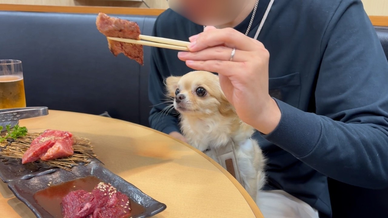 1年頑張ったご褒美に、犬用焼肉で幸せになるチワワ