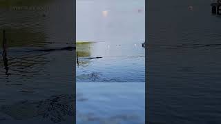 Alligator swims toward children at Texas lake