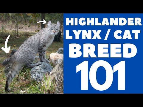 Highlander Lynx/Cat 101 : Breed & Personality