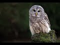 Barred Owl Call 