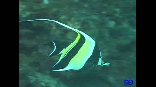 は*ん様 激レア　巨大　オーストラリア産　イナズマツノヤシ ツノダシ Moorish idol（Zanclus cornutus） - YouTube