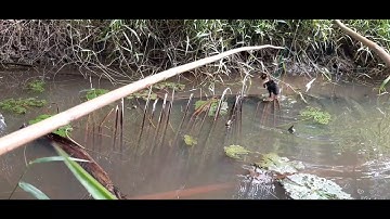 câu vịt // câu vịt mùa mưa // câu cá lóc bằng vịt con // gặp ổ con lớn cá vẩn táp bạo