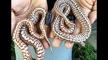 Morphing the Black-headed Python: K Brothers Pythons: ep 36