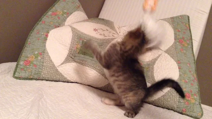 Video of adoptable pet named Janie Mills