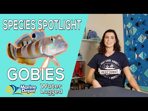 Video: Is wagter-gobies sandsifters?