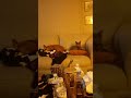 #pets
