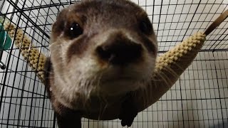 We got wonderful presents! Does Aty become to like the new hammock?[Otter life Day 206]カワウソアティとにゃん先輩