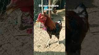 Desi Murga Farming Murga Palan Khet Me Video