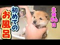 【豆柴】初めてのお風呂に浸かろうとする子犬【子犬】【多頭飼い】