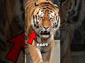 You Won’t Believe This About Tigers 😳