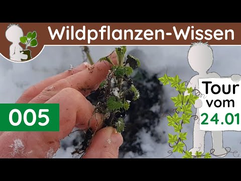005 - Notnahrung (Rohrkolben-Rhizom) - Wildpflanzen & Baum-Wissen (Botanik-Doku - Jänner)