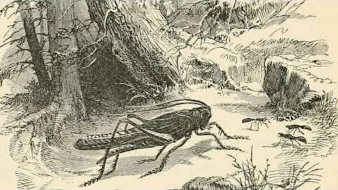 Aesop's Fables: The Ant and the Grasshopper