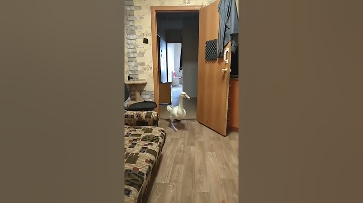 ДОМАШНИЙ ГУСЬ