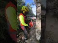 Beech tree felling with the ECHO CS 7310SX chainsaw. #echotools #chainsaws