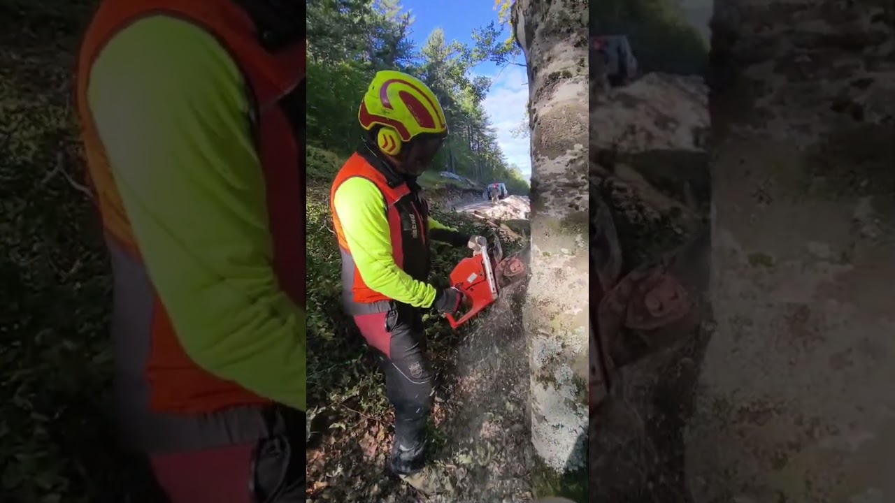 Beech tree felling with the ECHO CS 7310SX chainsaw. #echotools #chainsaws