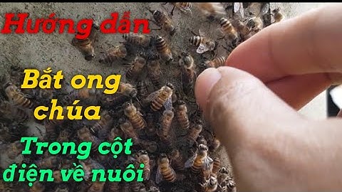 Hướng dẫn bắt ong cột điện về nuôi dễ nhất cho người tập bắt ong.