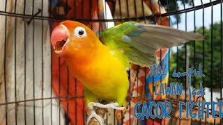 1 menit saja jadikan lovebird nyaut keok-keok, ngetik ngekek lantang