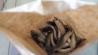 Now that's FRESH! Anchovies from Sea Forager Net Worth