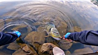 Zander Fish Hunting In A Wild Lake Epic Fishing Adventure