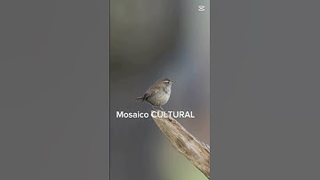 Thumbnail of 🌿🎶 El pequeño gran cantante del bosque 🎶🌿El chochín europeo #Biodiversidad #AmorPorLaNaturaleza