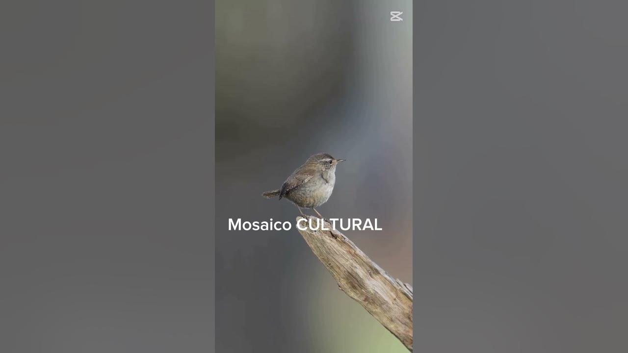 🌿🎶 El pequeño gran cantante del bosque 🎶🌿El chochín europeo #Biodiversidad #AmorPorLaNaturaleza
