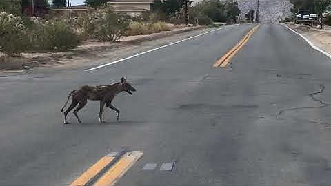 Coyotes crossing street in Joshua Tree in the morning