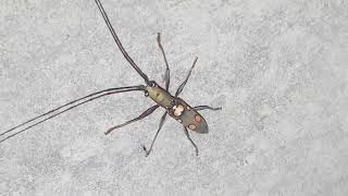 Dangerous Monster Bug on My Roof Top 😨😱😥 by Nini Nature Collection 🌶️ 349 views 4 weeks ago 2 minutes, 27 seconds