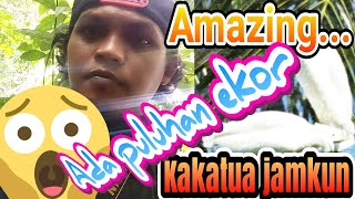 Papua Birdwatching: Penampakan Langka, puluhan burung Kakatua jambul kuning di Alam Liar.