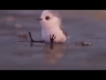 Piper 2016 Pixar Animated Short Film Heartwarming Story Of Courage And Discovery 