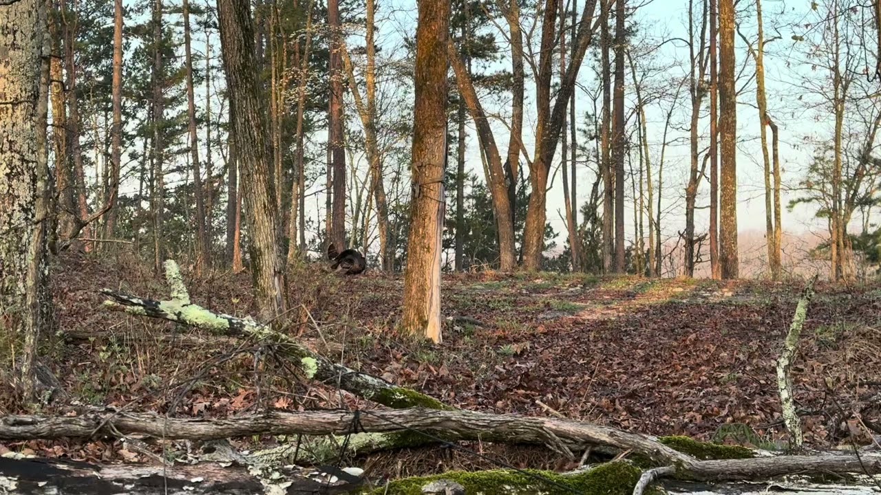 Southern Missouri youth turkey season 2025