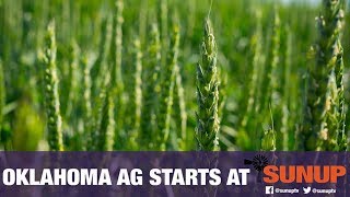 New Osu Beardless Wheat Variety Seed Available For Fall Planting 92119