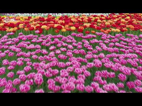 أكبر من كل الكلمات وائل حبال