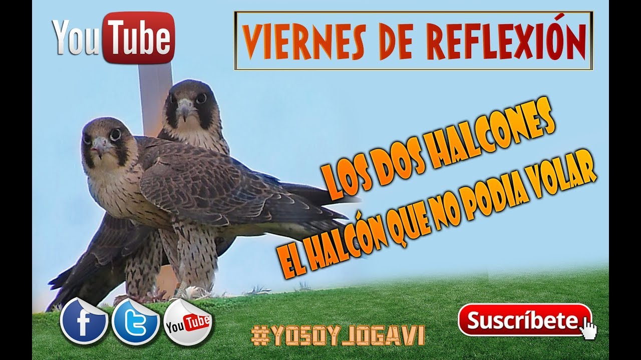 Viernes De Reflexión - EL HALCÓN QUE NO PODIA VOLAR - - YouTube