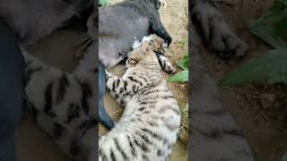 Köpeğin Memesinden Süt Içen Kedi