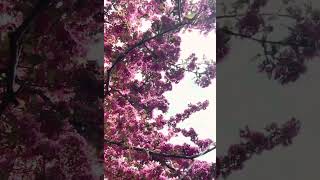 Breezy air filled with the scent of cherry blossoms 🌸