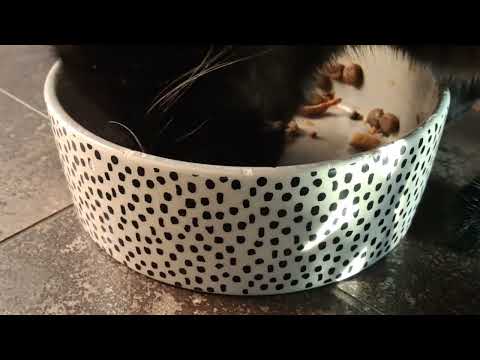 Feeding my cat nez