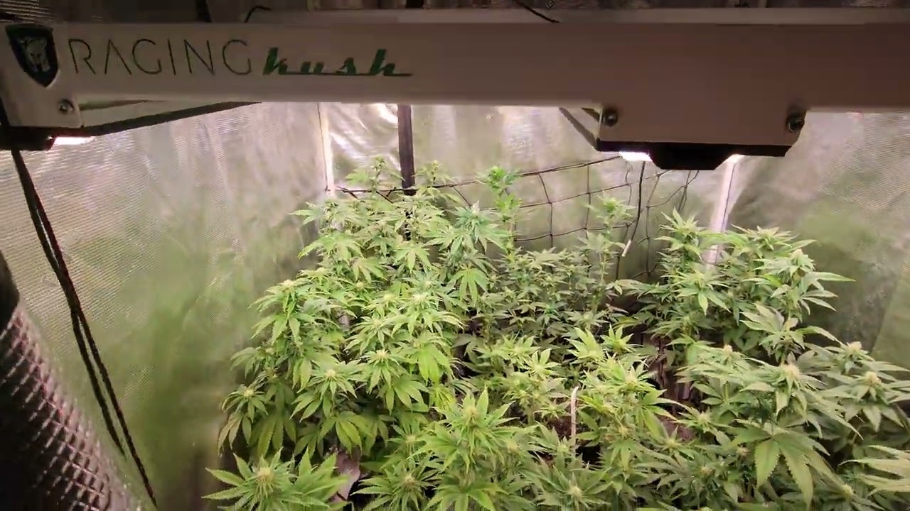 Raging Kush 2.0 Day 23 in Flower