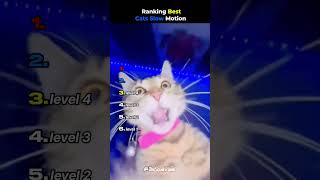 Ranking Best Cats Slow Motion