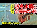 【放置池】越冬水槽に移すのは錦鯉だけじゃない！あいつらも…