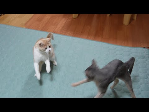 やっぱり最後はこうなるやんのかステップ猫【スコティッシュフォールド】【アビシニアン】