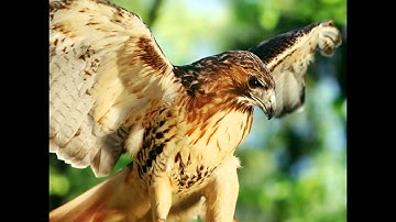 INDUKTI - Tusan Homichi Tuvota