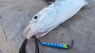 Daiwa PROREX MINI JIG 10gr shore jigging for horse mackerel Daiwa PROREX MINI JIG 10gr shore jigging for horse mackerel